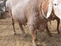 Widder, Katum sheep — Foto 3