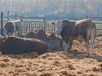 Toro, Simmental cattle — foto 2