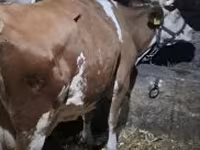 Cow, Hungarian Grey breed — photo 1