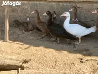 Ducks — Foto 8