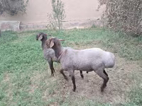 Kos, Juhok — 3. fotó