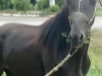 Kůň, Priob horse — foto 1