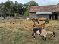 母山羊, Goats — 照片 6