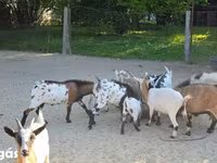 Nőstény kecske, Nigerian dwarf goats — 7. fotó