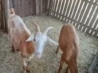 Goats (batch, sex not specified), Goats — photo 4