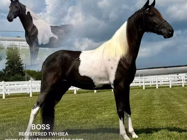 Horse (M), Tennessee Walking Horse