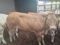 Tehén, Blonde d’Aquitane cattle — 4. fotó