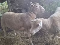 Sheep, Sheep — photo 2