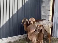 Schaf, Hissar sheep — Foto 1