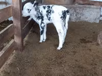 Kuh, Holstein-Rasse — Foto 2