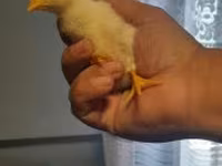 Chickens — Foto 4