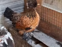 gallina danesa — foto 6
