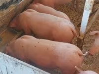 Pigs (batch, sex not specified), Крупная белая — photo 1