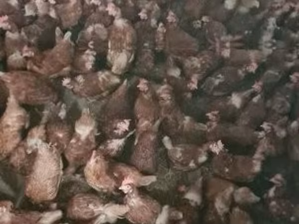 Chickens — Węgry
