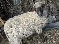 Brebis, White Suffolk sheep — photo 3