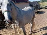घोड़ा, Lipizzaner — फ़ोटो 2