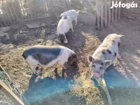मादा सूअर, Вьетнамская вислобрюхая — फ़ोटो 6