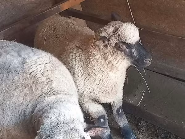 Carnero, Shroshire sheep — Hungría