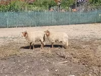 Owca, Racka sheep — zdjęcie 2