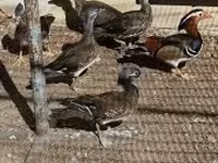 Ducks — 3. fotó