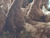 Chickens — photo 1
