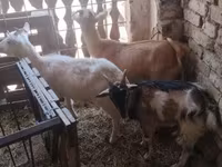 Cabras (lote, sexo no especificado), Cabras — foto 2