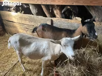 Nőstény kecske, Alpine goat — 3. fotó
