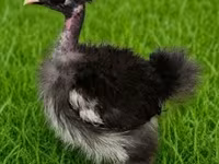 丝羽鸡 — 照片 2