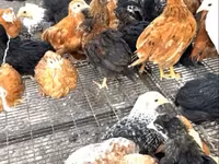 Chickens — photo 1