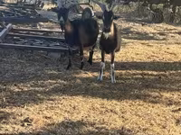 Billy Goat, Goats — photo 3