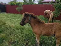 Mare, Australian Pony — photo 3