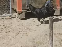 Ayam Cemani — foto 2