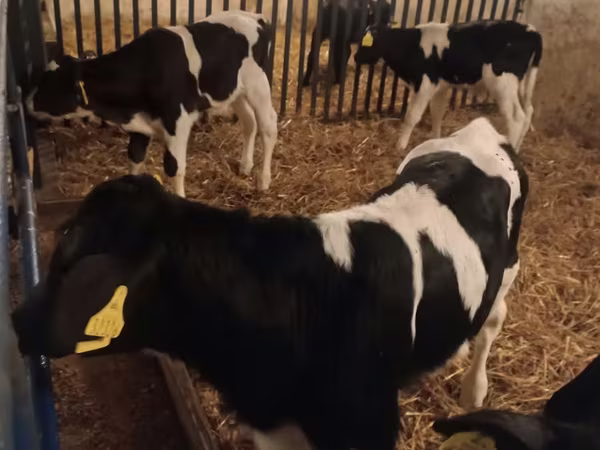 Bika, Russian Black pied cattle