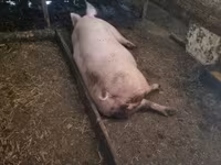 Disznók (tétel, nem megadva), Sertések — 3. fotó