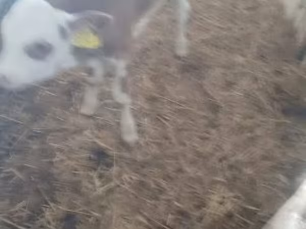Bika, Holstein fajta — Magyarország