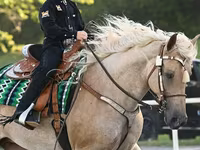 Stute, Palomino — Foto 4