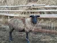 Қошқар, Romanov sheep — 1-сурет