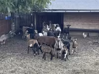 Ram, Cameroon sheep — photo 3