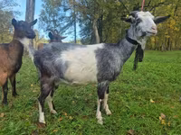 Nőstény kecske, Alpine goat — 2. fotó