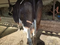 Tehén, Holstein fajta — 2. fotó