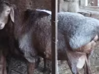 Beran, Hissar sheep — foto 4