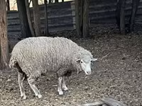 公羊, Sheep — 照片 2