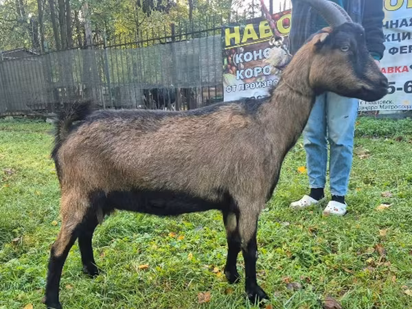 Nőstény kecske, Alpine goat