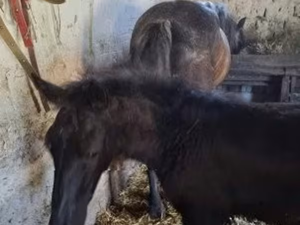 घोड़ी, Lipizzaner