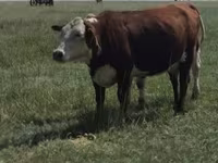 Krowa, Latvian Blue cattle — zdjęcie 2