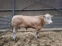 सांड, Blonde d’Aquitane cattle — फ़ोटो 2