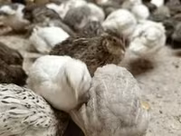 Quails — foto 2