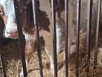 Krowa, Simmental cattle — zdjęcie 7