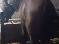 Stute, Budyonny horse — Foto 4