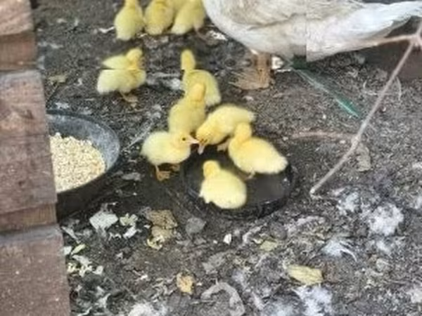 Ducks — Maďarsko
